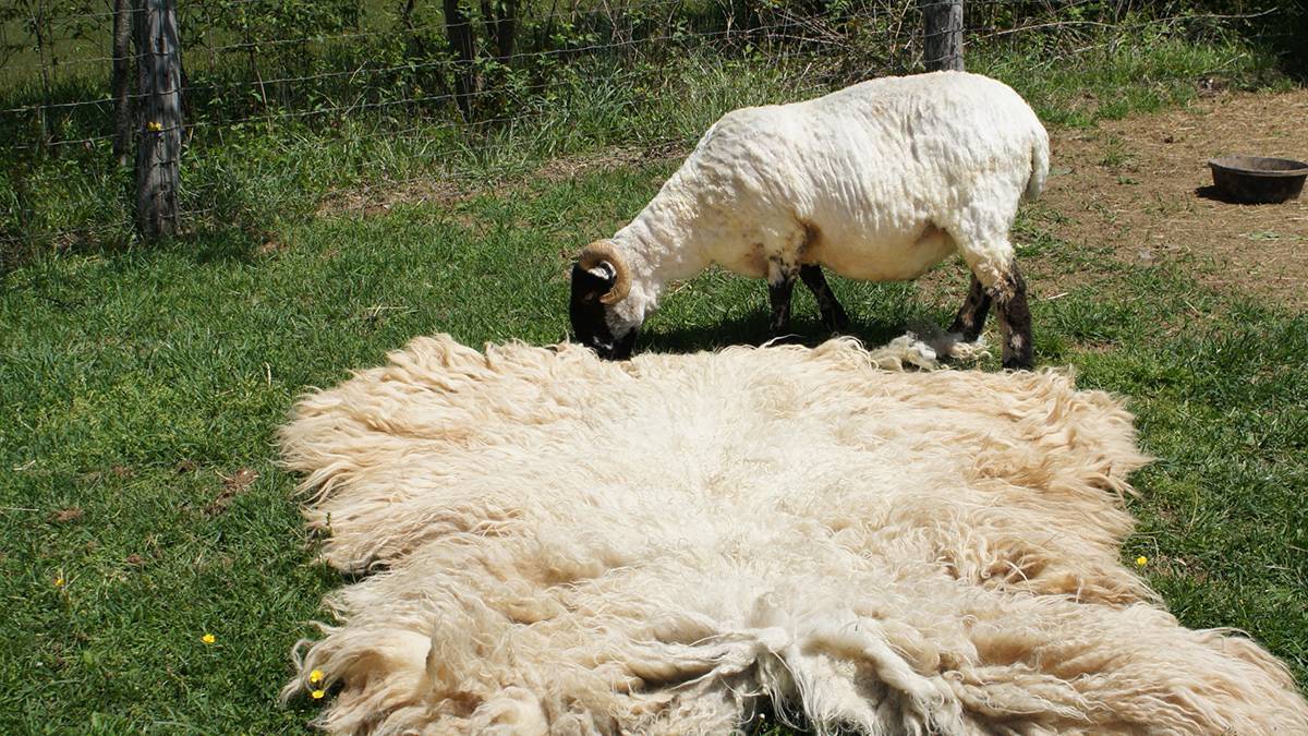 Шерсть овцы фото