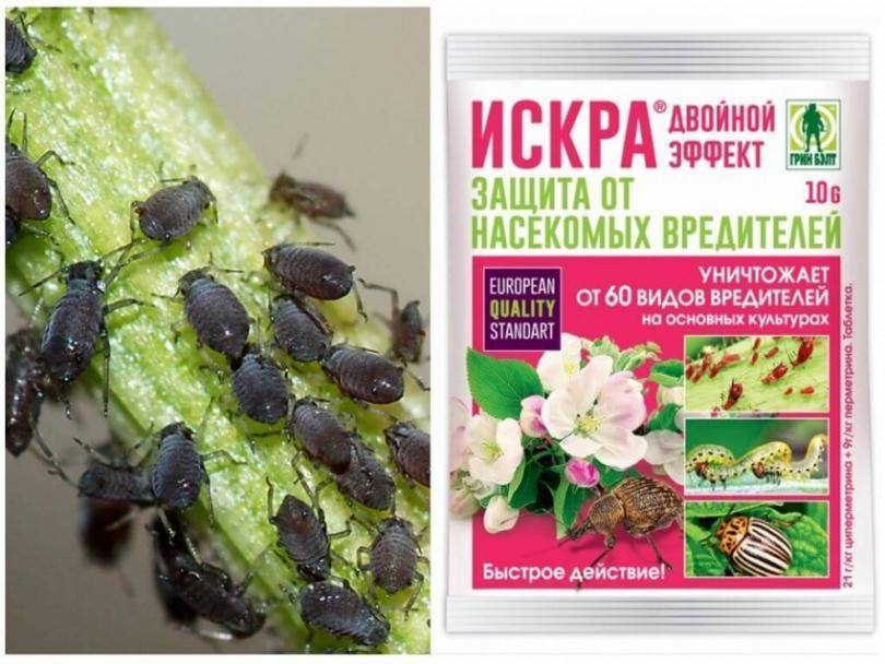 Болезни и вредители картофеля: методы борьбы и профилактика