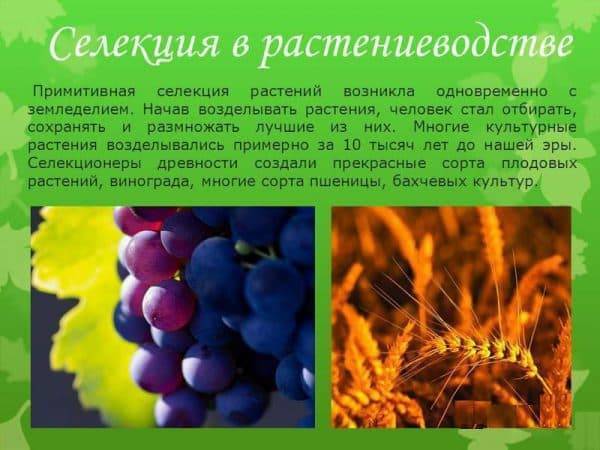 Виноград Мариновский: неукрывной сорт для выращивания в средней полосе России