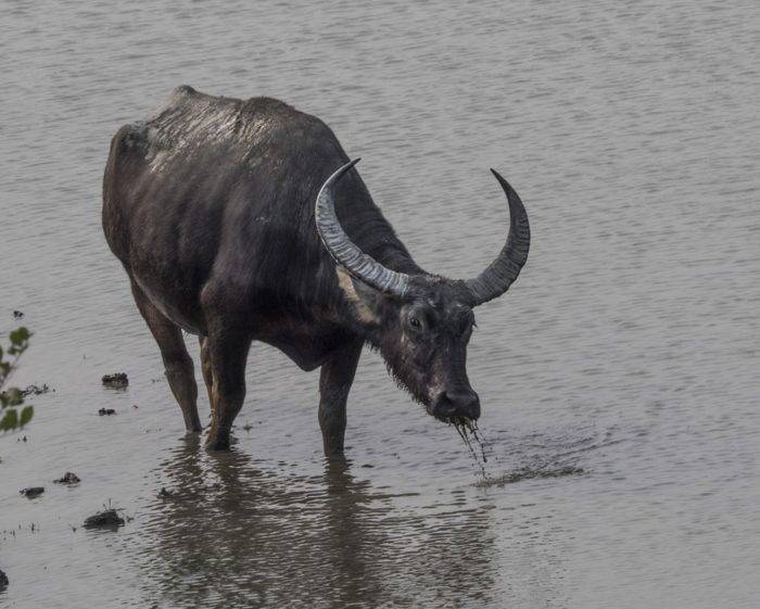 Азиатский (индийский водяной) буйвол: описание, фото, где обитает, чем питается
