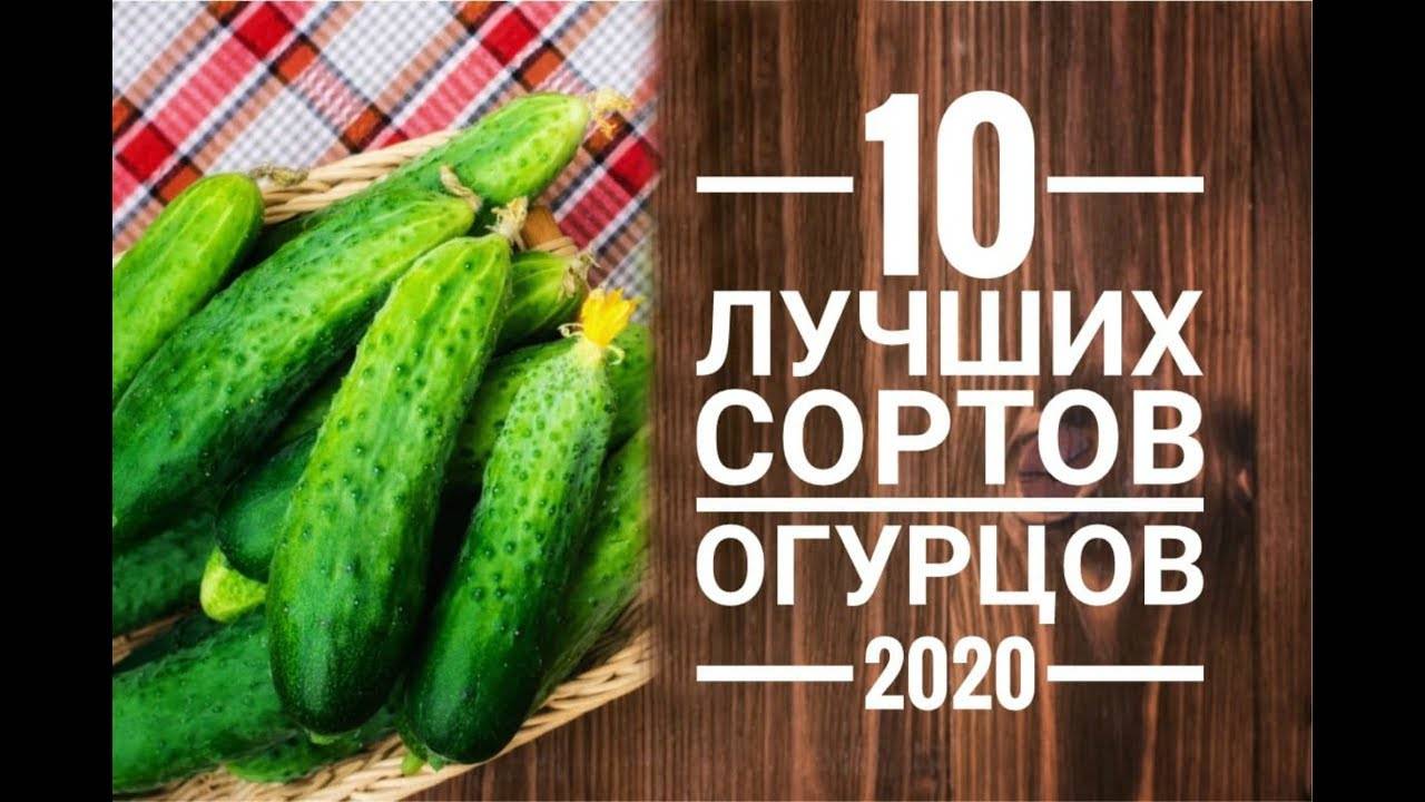 Лучшие сорта огурцов: описание и фото