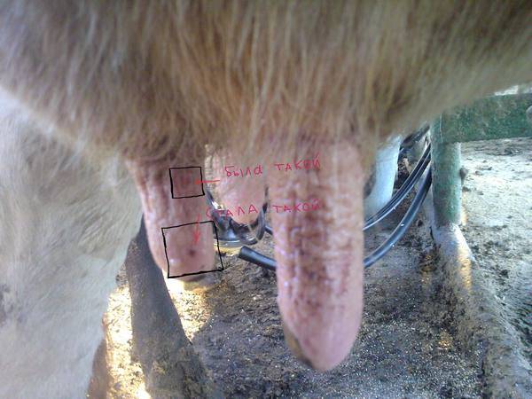 Мастит у коз: признаки и лечение препаратами nita-farm