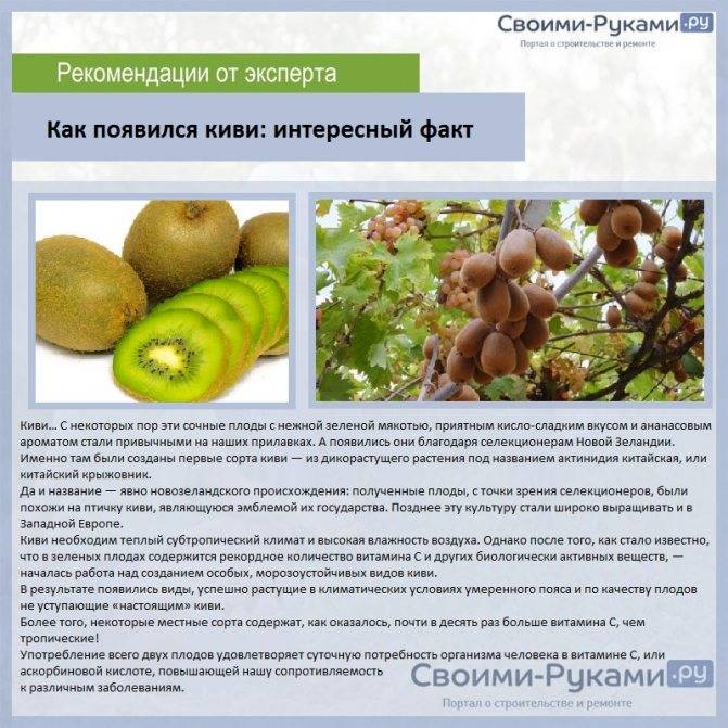 Как вырастить киви? рекомендации, как получить плоды из черенков и семян на ydoo.info