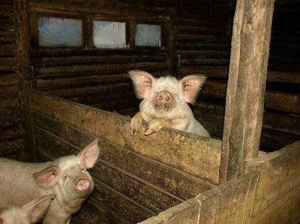 Содержание свиней в домашних условиях для начинающих: как содержать, ухаживать и кормить поросят