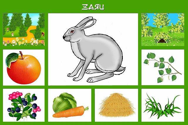 Описание зайца: виды с фото, внешний вид, строение, образ жизни и интересные факты