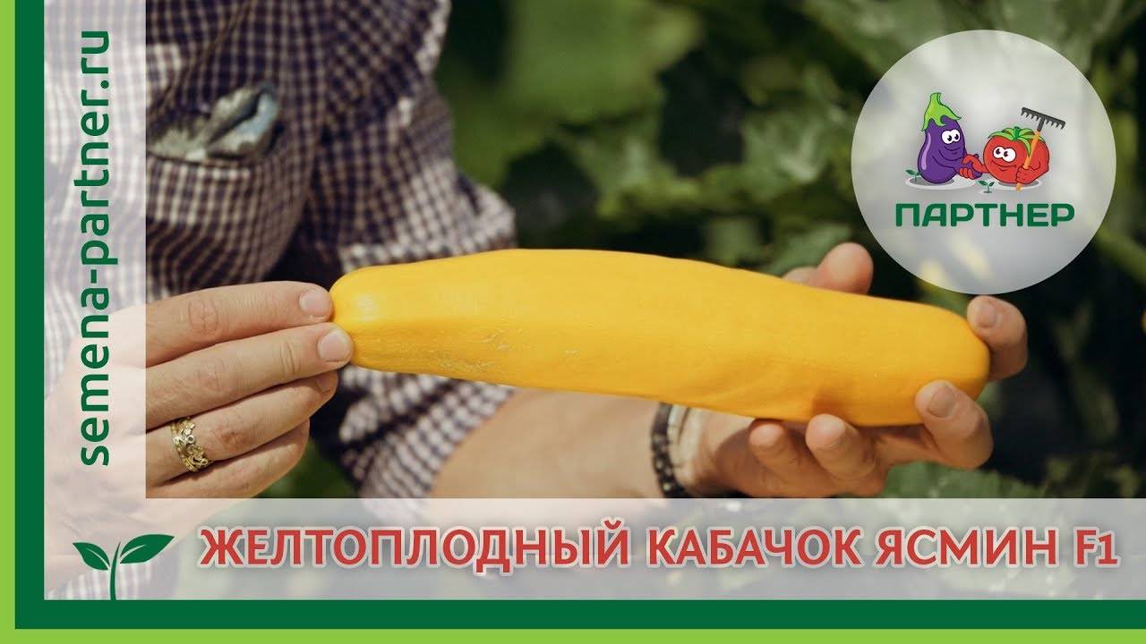 Выращивание кабачка и уход за растением, в том числе в украине, сибири, подмосковье и в других регионах
