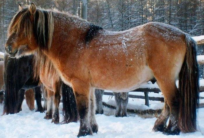 Якутская лошадь — википедия. что такое якутская лошадь
