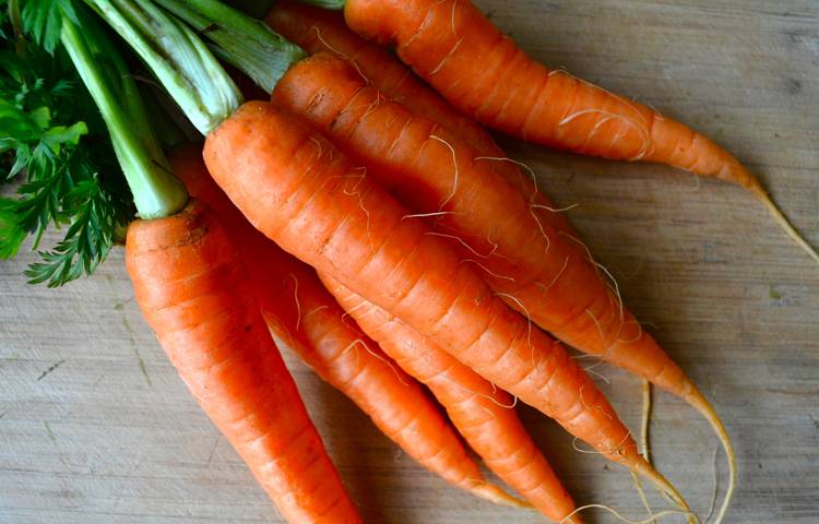 Можно ли собакам морковь, с какого возраста нужно давать её щенкам и в каком виде: сырую, вареную или сушеную?