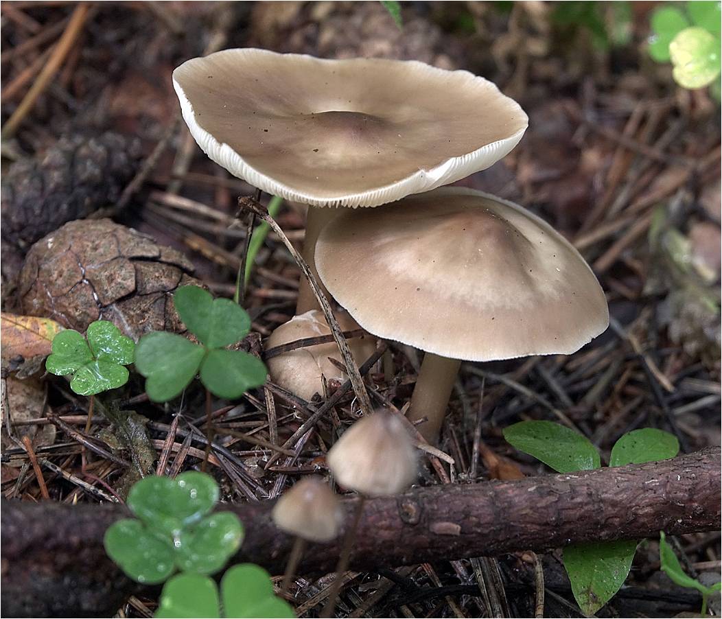 Описание гриба коллибия и его разновидностей