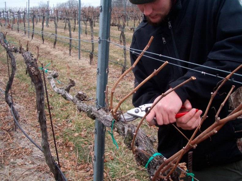 Укрытие винограда на зиму: основные ошибки и как их избежать