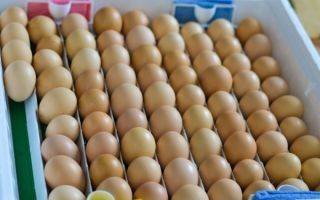Инкубация куриных яиц от а до я: что ещё нужно знать?