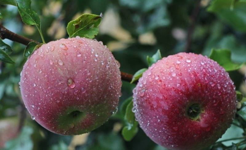 Яблоки гренни смит и семеренко отличие