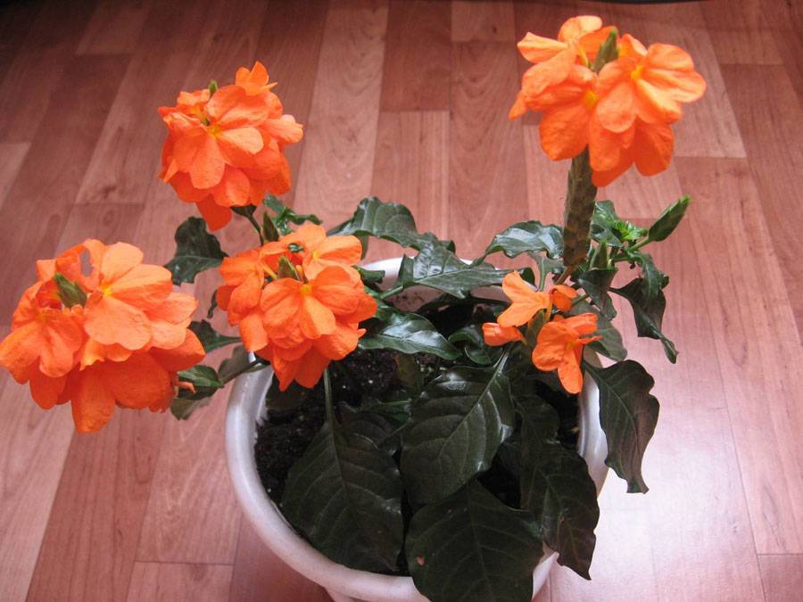 Кроссандра: фото цветка, разновидность и уход в домашних условиях