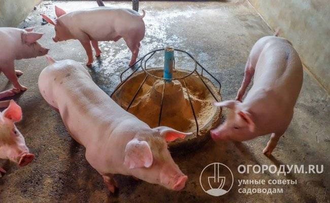 Как убрать с мяса запахи от свиньи
