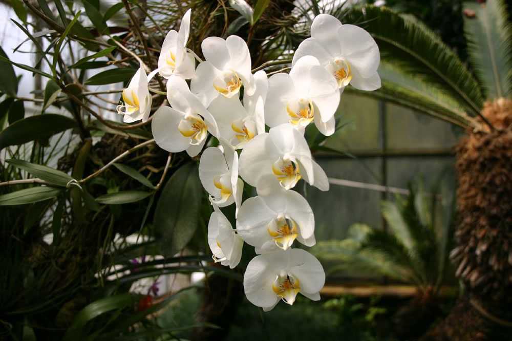 Сорта и виды орхидей: фото, названия, уход, цвета