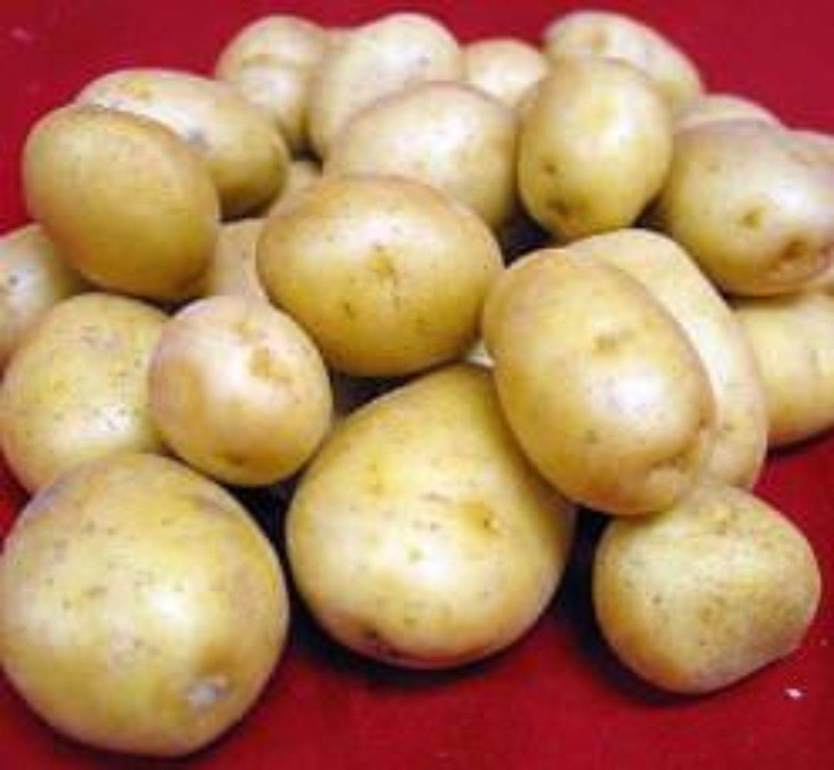 Картофель голубизна: описание и характеристика сорта, фото, отзывы