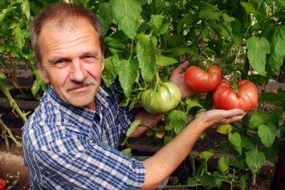 Когда окучивать помидоры в открытом грунте | вырасти сад!