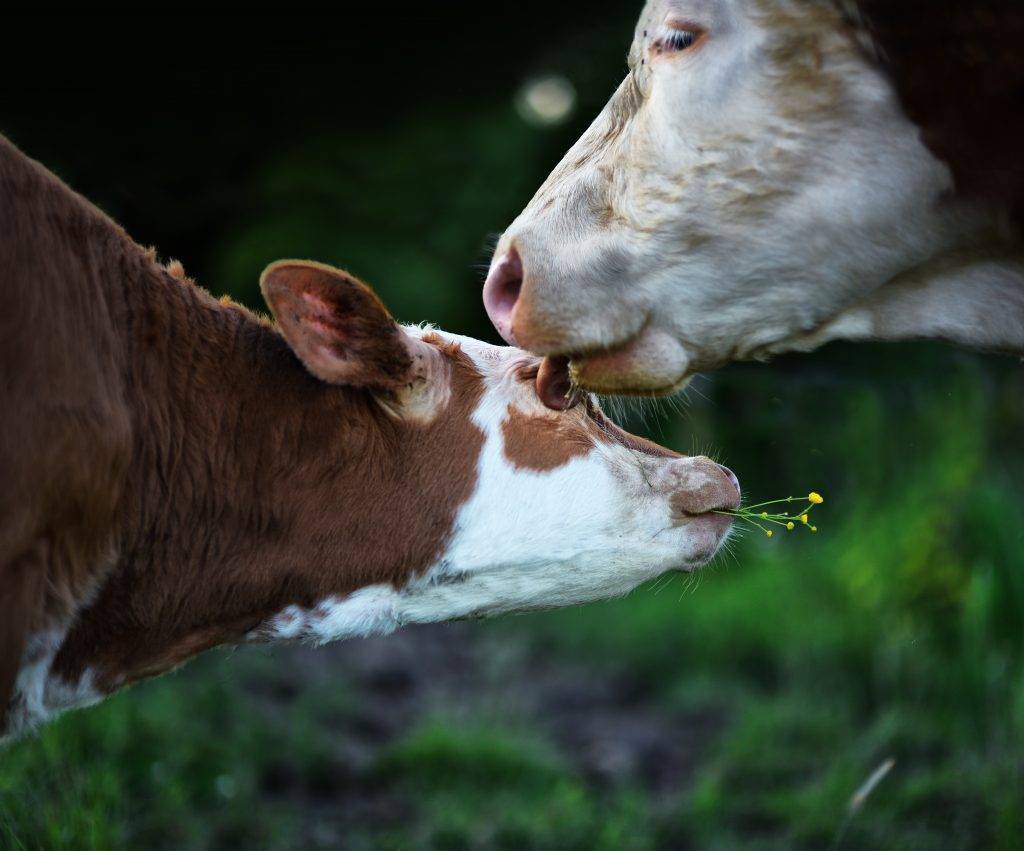 Сколько длится беременность у коровы?