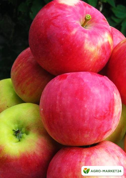Описание сорта яблок мантет