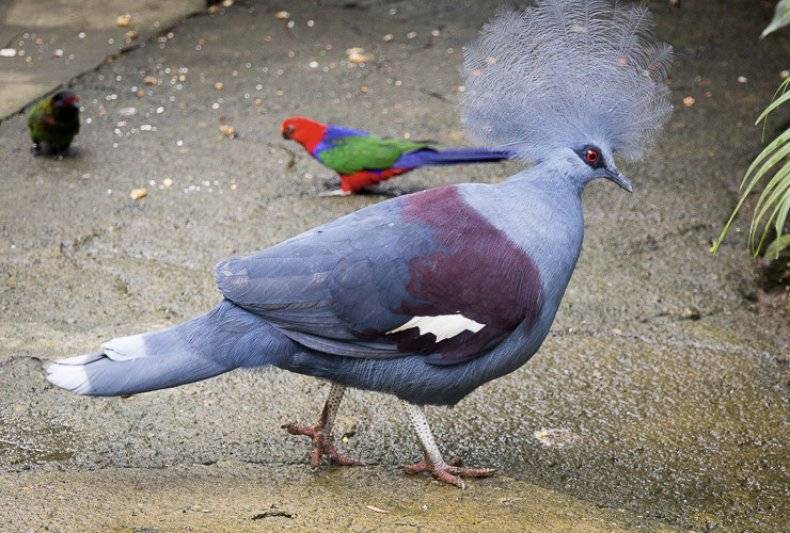 Голуби: описание, места обитания и размножение. многообразие окраса и повадки голубей. удивительные виды голубей, о которых вы, возможно, даже не знали (35 фото)