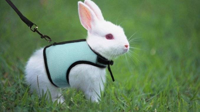 Шлейка – незаменимый аксессуар для прогулки кролика