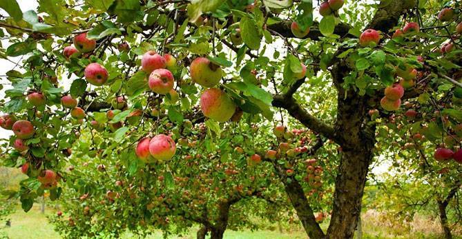 Описание сорта яблони грушовка: фото яблок, важные характеристики, урожайность с дерева