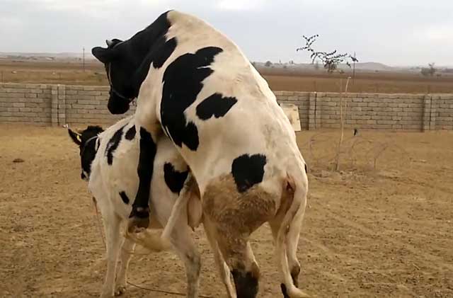 Случка коров: подготовка и техника | домашняя ферма
