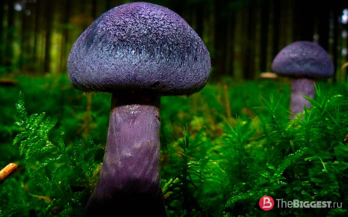 Самые красивые грибы в мире: фото, факты, описание