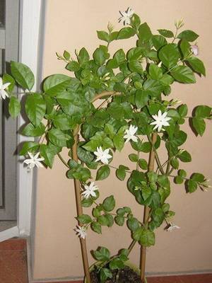 Популярные виды комнатного жасмина: описание и фото цветка, уход в домашних условиях