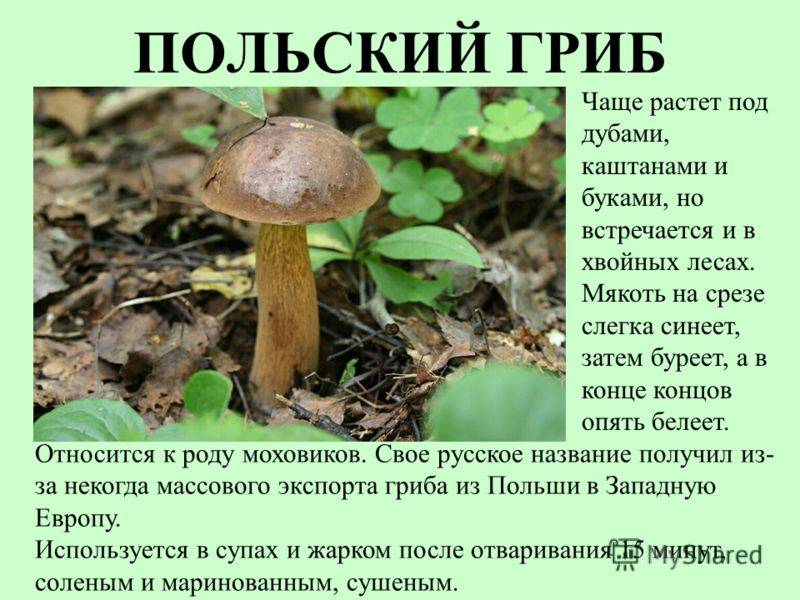 Польский гриб — википедия