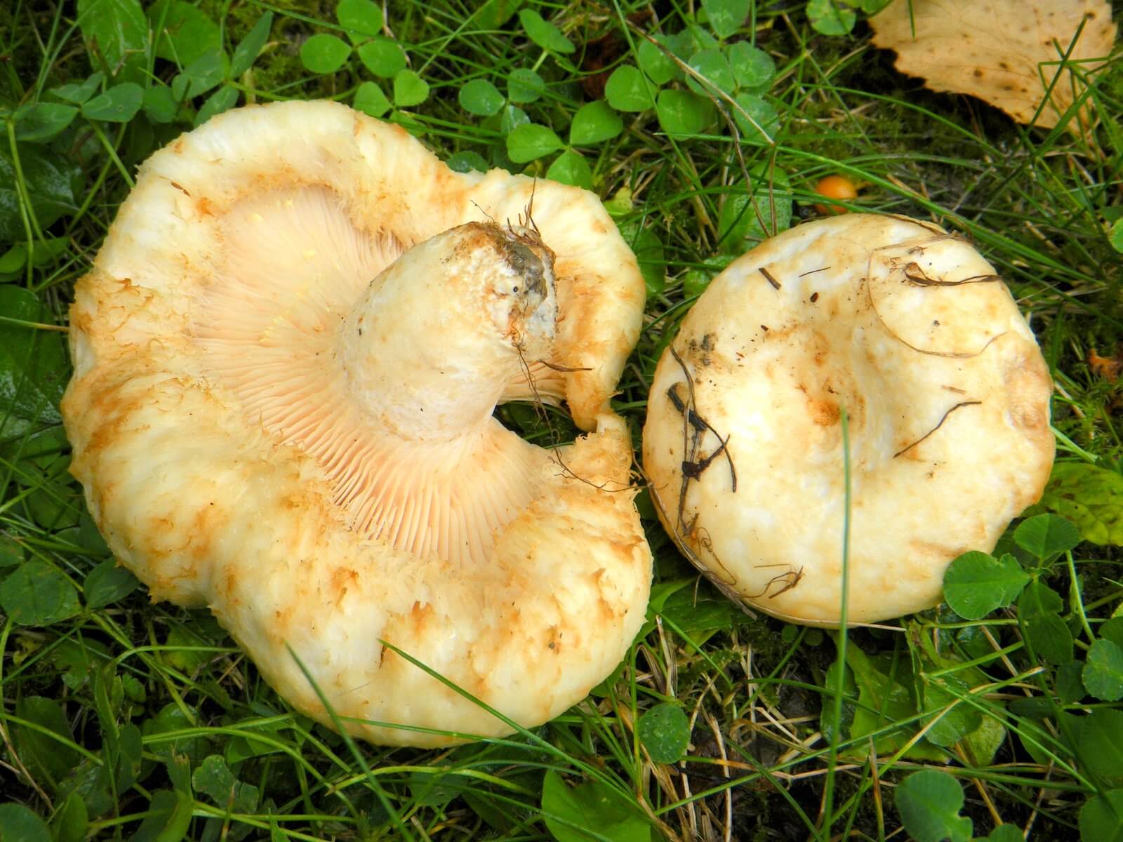 Грузди: описание, применение, фото, рецепты. выращивание грибов