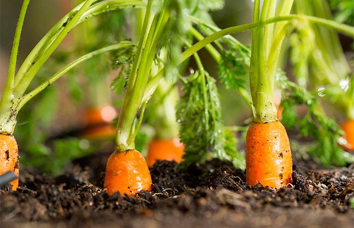 Подкормка моркови и свеклы органикой, минералами