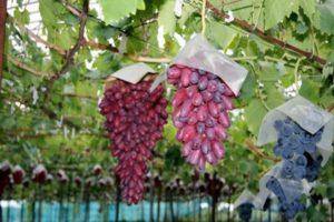 Всё о сорте винограда «юлиан» от особенностей выращивания до фото и отзывов о нем