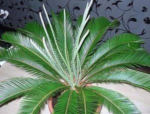 Цикас — саговая пальма, выращиваем дома