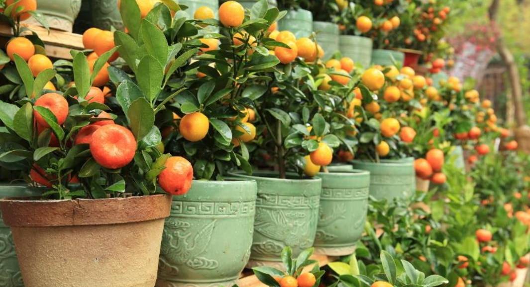 Отличие фрукта клементина от мандаринов, полезные свойства и витамины