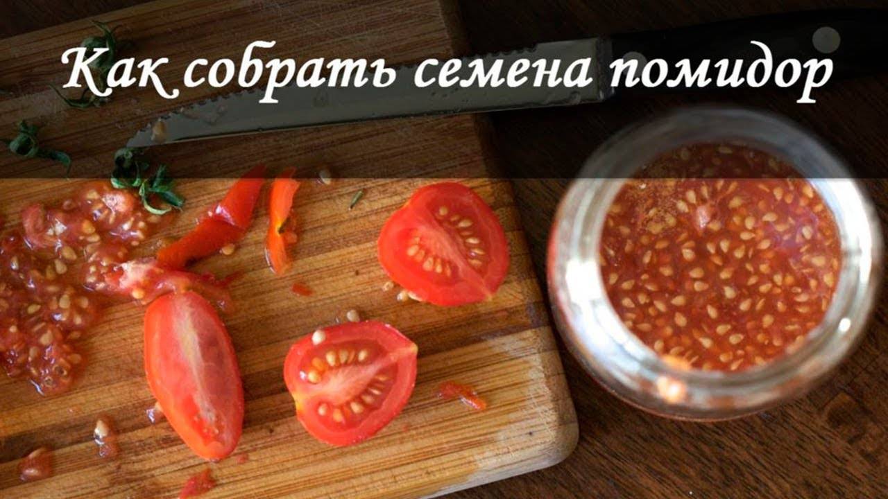 Как правильно собрать семена со своих помидор: пошагово с видео