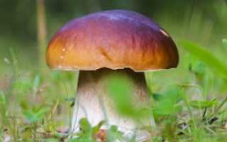 Белый гриб берёзовый: описание, применение, фото. рецепты