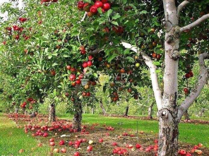 Сажаем яблоню весной правильно: сроки и правила посадки саженца