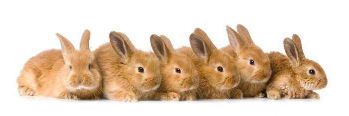 Комбикорм для кроликов: как приготовить своими руками