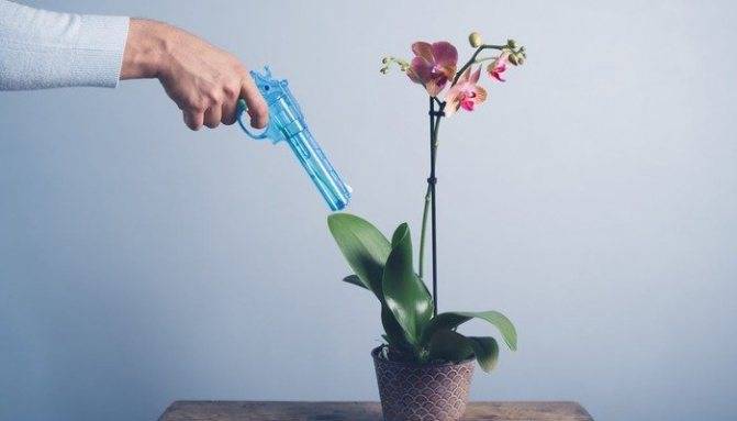 Как поливать орхидею зимой в домашних условиях: как часто нужно правильно увлажнять субстрат и сколько раз в месяц это допустимо?