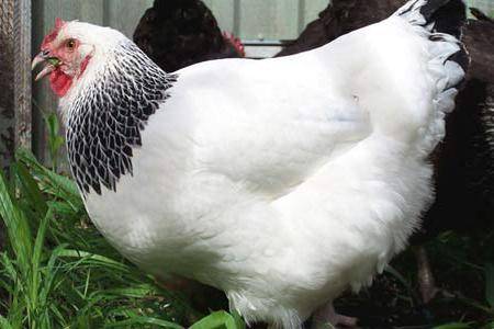 Первомайская порода кур – описание, содержание фото и видео