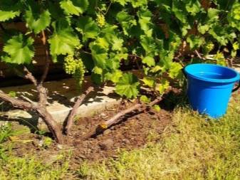 Виноград: полив и подкормка, удобрение. виноград: полив летом. как часто поливать виноград?