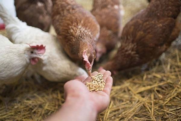 Витамины для цыплят-бройлеров и для кур-несушек, чтобы неслись зимой и летом