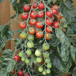 ✅ томат рапунцель отзывы фото урожайность - питомник46.рф