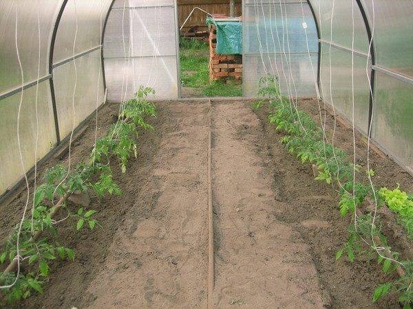 Посадка, выращивание и уход за томатами в теплице из поликарбоната и не только