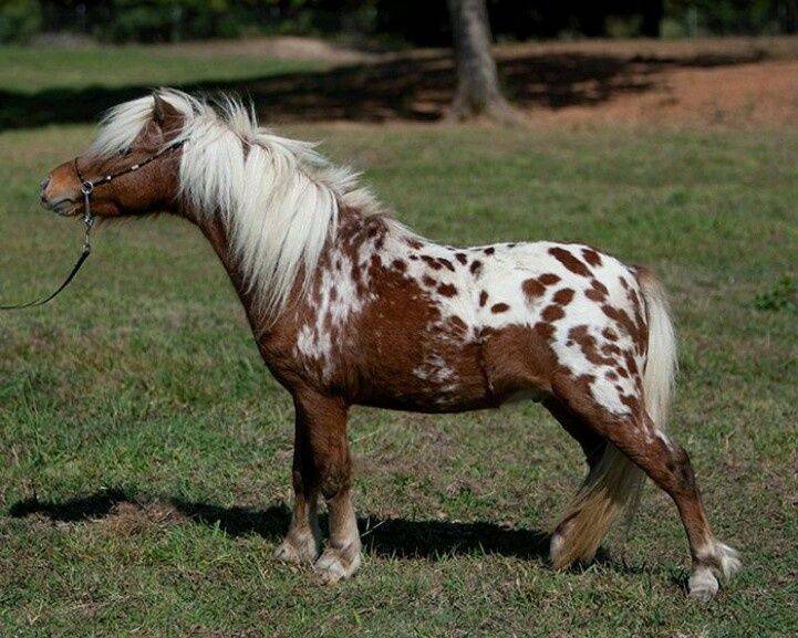 Лошадь породы аппалуза: происхождение, описание экстерьера, характер, использование
