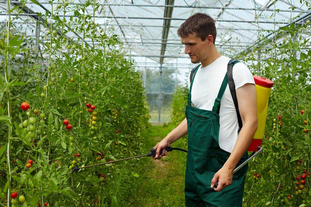 Секреты выращивания томатов в теплице: как ухаживать, чтобы получить хороший урожай