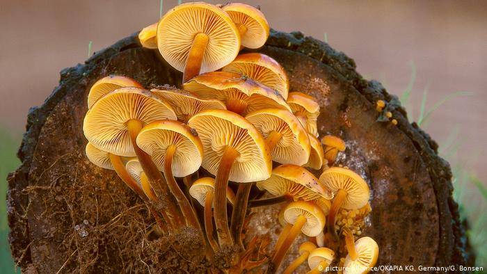 Какие грибы едят сырыми
