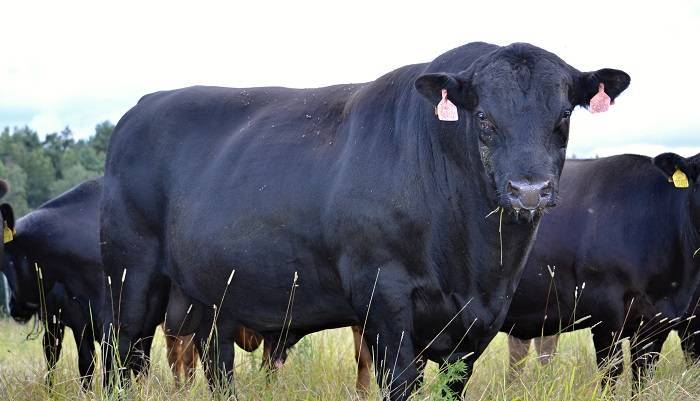 Как убивают коров: на бойнях и в домашних условиях 2021