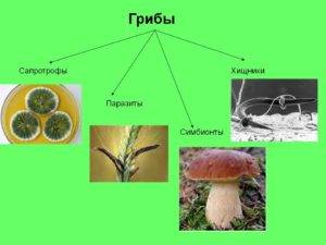 Десять хищных грибов и растений, о существовании которых вы не догадывались (5 фото + 6 видео)
